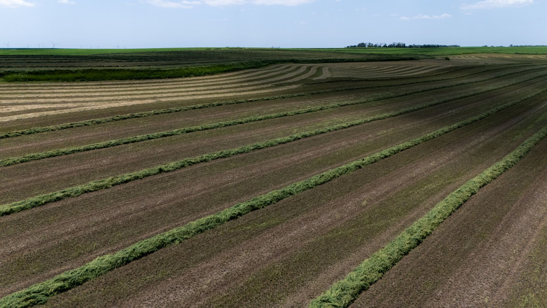 wide aerial view of scarred agricultural fields showing cratered earth and overgrown rows, with no people visible, eastern European landscape in late summer light
