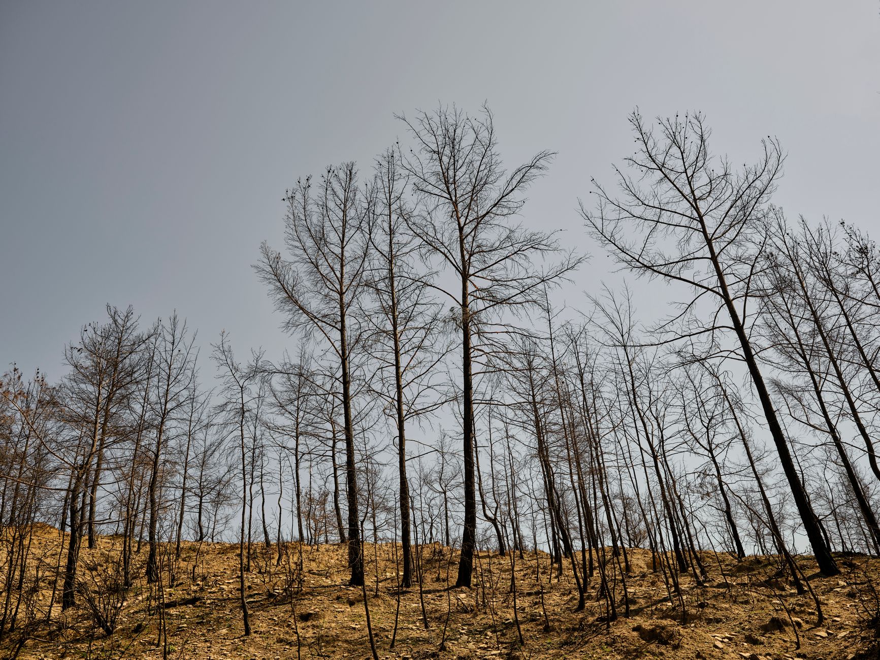 damaged tree line at the edge of a scorched forest, with burned undergrowth visible and a quiet river in the background, no people present