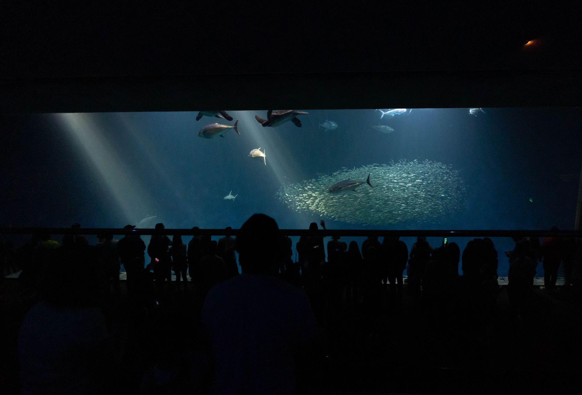 a torpedo-shaped unmanned underwater vehicle displayed on a flat surface in an indoor facility, with observers visible in the background